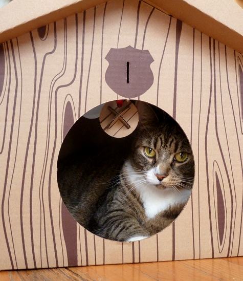 Cardboard Cat House Plans